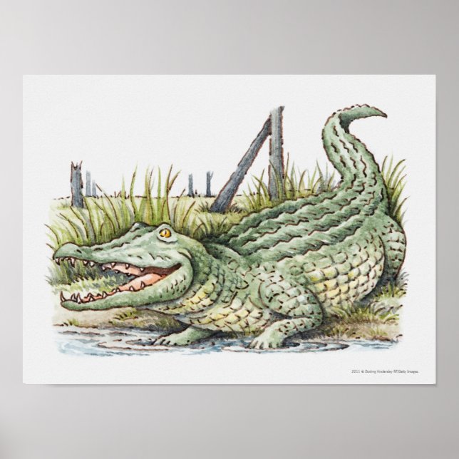 Affiches Illustration de l'alligator sur le rivage (Devant)