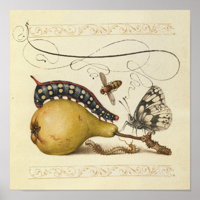 Affiches Illustration de l'insecte du fruit du papillon (Devant)