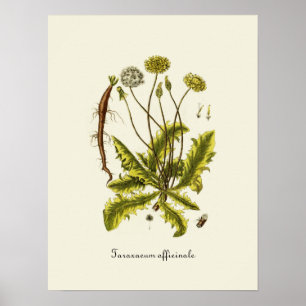 Affiches Illustration de pissenlit vintage