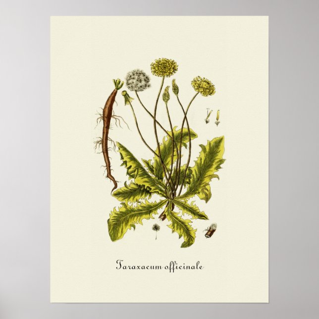 Affiches Illustration de pissenlit vintage (Devant)