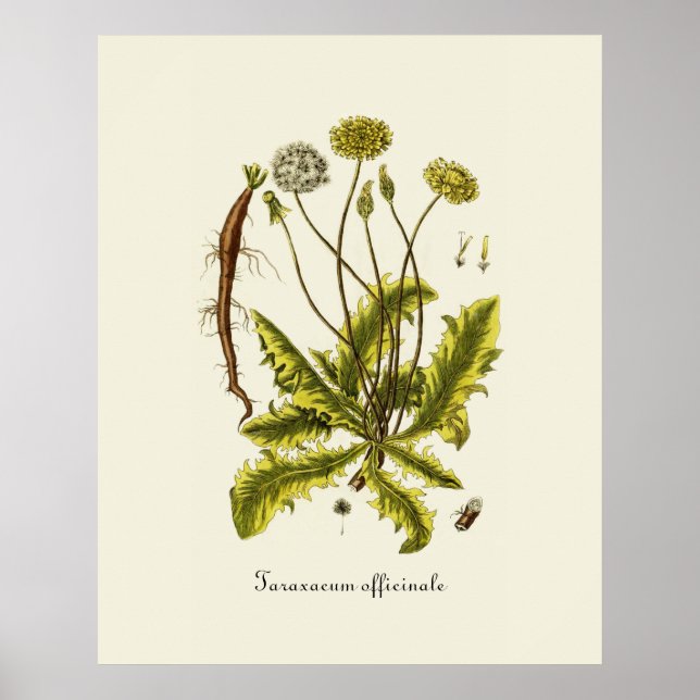 Affiches Illustration de pissenlit vintage (Devant)