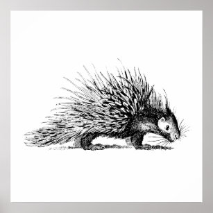 Affiches Illustration de Porcupine vintage - Porcupines des