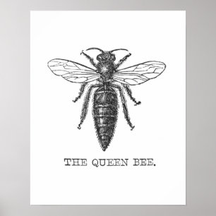 Affiches Illustration de reine abeille insecte