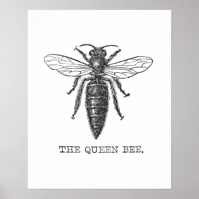 Affiches Illustration de reine abeille insecte (Devant)