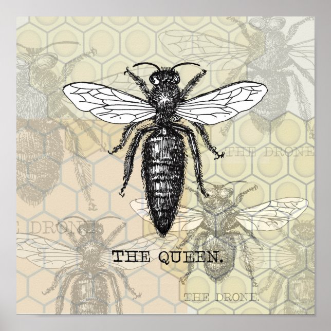 Affiches Illustration de reine abeille insecte (Devant)