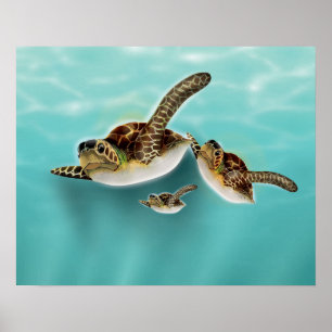 Affiches Illustration des tortues marines