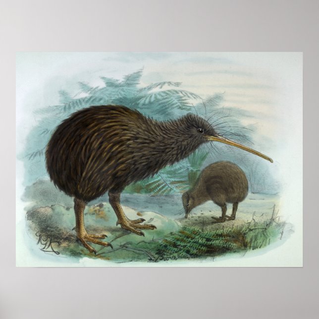 Affiches Illustration d'oiseaux Vintages de Kiwi Brown Nort (Devant)