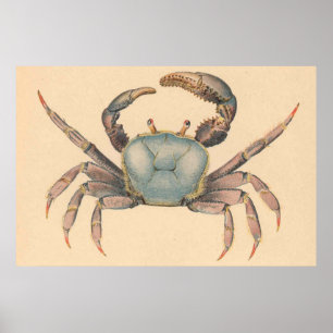 Affiches Illustration du crabe de la mangrove vintage (1902
