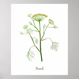 Affiches Illustration du fenouil d'herbe d'aquarelle