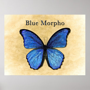 Affiches Illustration du morpho bleu