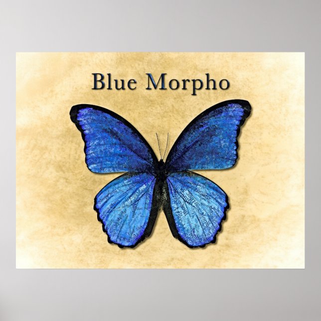 Affiches Illustration du morpho bleu (Devant)
