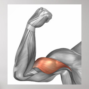 Affiches Illustration d'un bras fléchi montrant le biceps