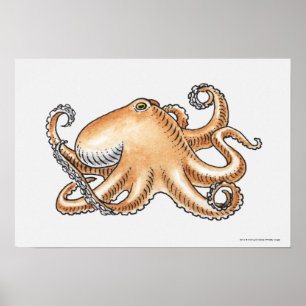 Affiches Illustration d'un poulpe