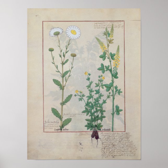 Affiches Illustration from 'The Book of Simple (Devant)