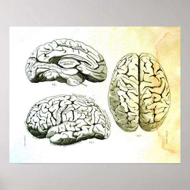 Affiches Illustration Médicale du cerveau humain (Devant)