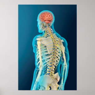 Affiches Illustration Médicale Du Cerveau Humain Et De La S