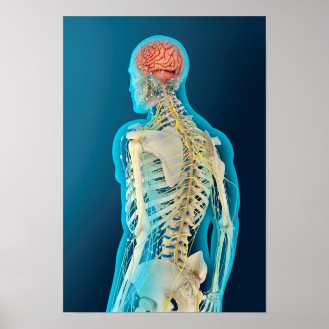 Affiches Illustration Médicale Du Cerveau Humain Et De La S (Devant)