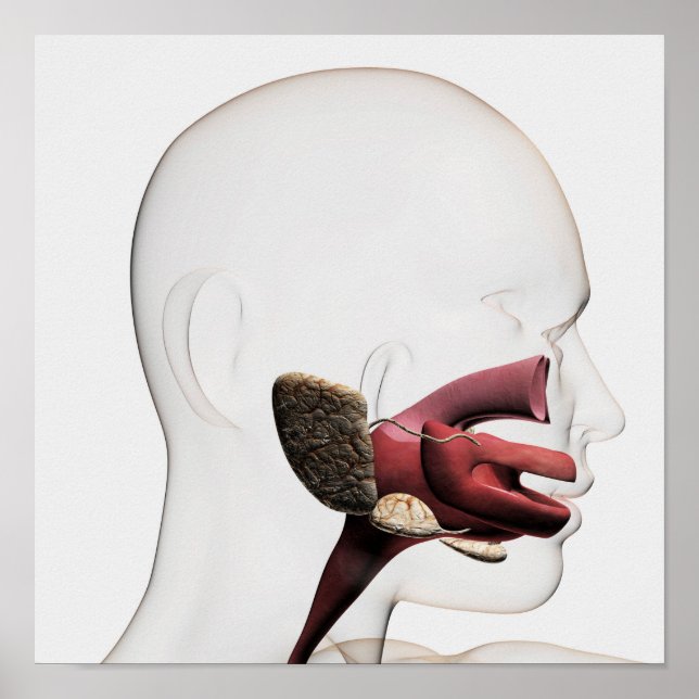 Affiches Illustration Médicale Du Digestif Humain (Devant)