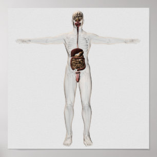 Affiches Illustration Médicale Du Système Digestif Homme