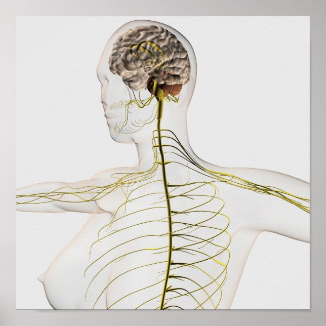Affiches Illustration Médicale Du Système Nerveux Humain (Devant)