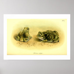 Affiches Illustration scientifique vintage Spadefoot Toad
