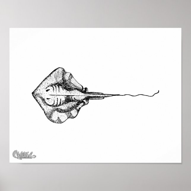 Affiches Illustration Stingray (Devant)