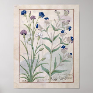 Affiches Illustration tirée du "Livre des médicaments simpl