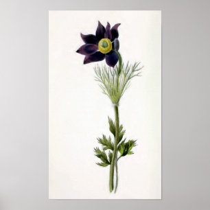 Affiches Illustration Vintage "Anemone Pulsatilla"