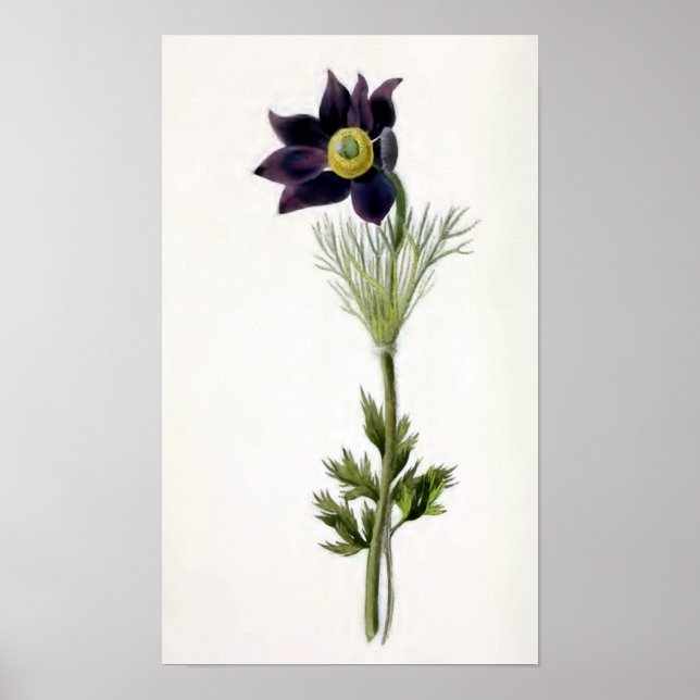Affiches Illustration Vintage "Anemone Pulsatilla" (Devant)
