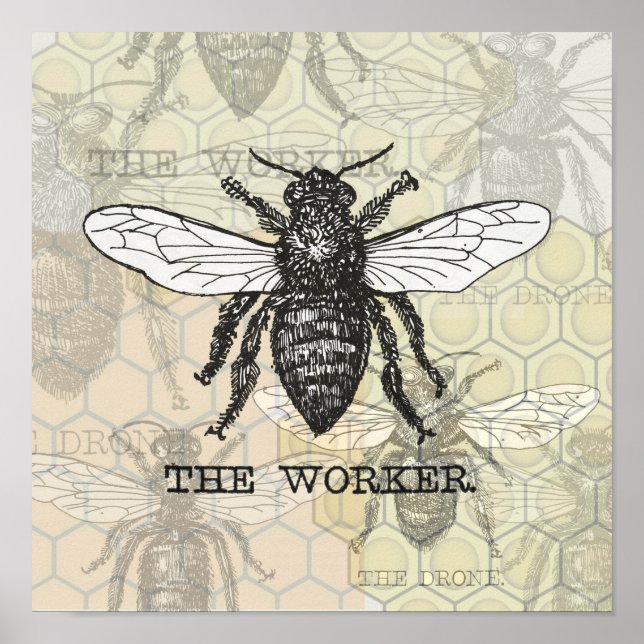 Affiches Illustration vintage d'abeille ouvrière (Devant)