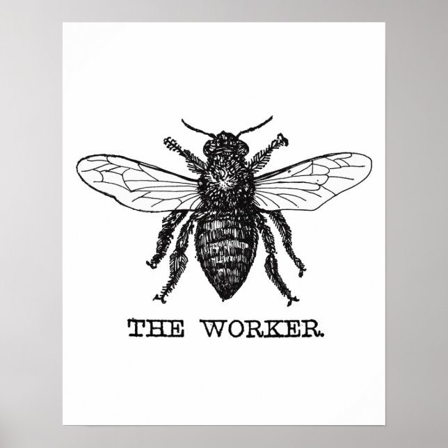 Affiches Illustration vintage d'abeille ouvrière (Devant)