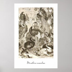 Affiches Illustration vintage d'autruche Struthio camelus