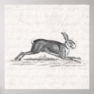 Affiches Illustration vintage de 1800s de lapin de lièvres