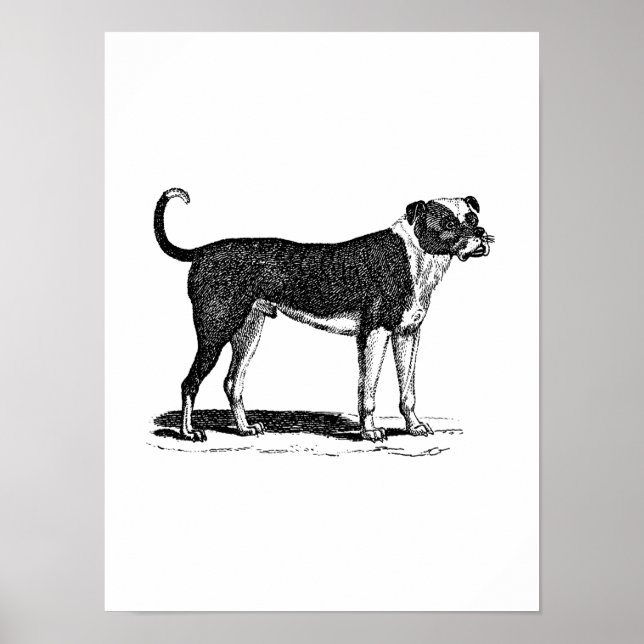 Affiches Illustration vintage de Chien de Chien de Chien de (Devant)