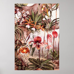 Affiches Illustration vintage de la variété orchidée 1911