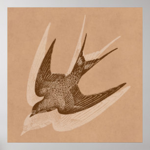 Affiches Illustration vintage de l'hirondelle - Antique Ois