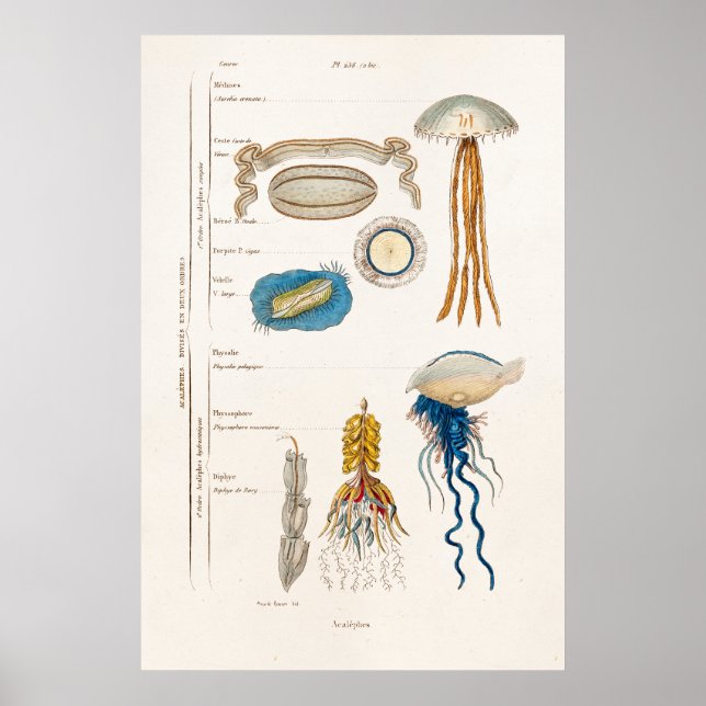 Affiches Illustration vintage de méduse des années 1800 - P (Devant)