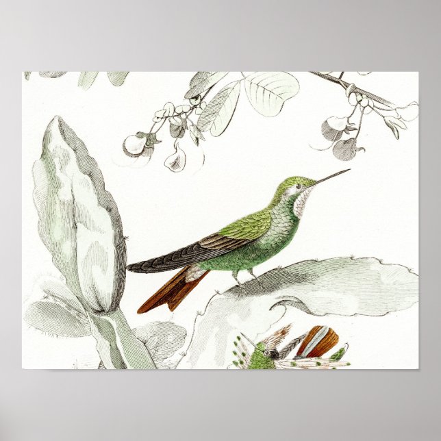 Affiches Illustration vintage des colibris - Oiseaux des an (Devant)