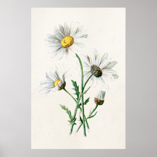 Affiches Illustration vintage des marguerites de 1902