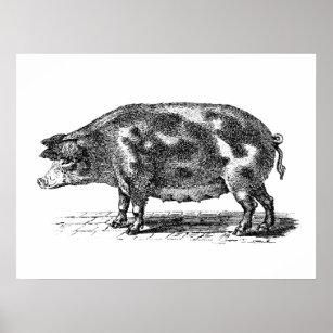 Affiches Illustration vintage du porc domestique - 1800's P