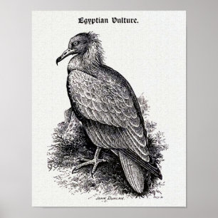 Affiches Illustration Vintage du "vautour égyptien"