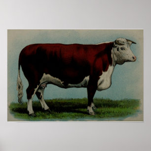 Affiches Illustration vintage d'une vache à Hereford