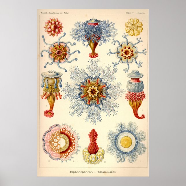 Affiches Illustration Vintage "Siphonophorae" (Devant)