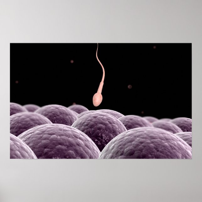 Affiches Image Conceptuelle De La Fertilisation (Devant)