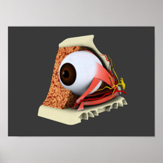 Affiches Image Conceptuelle De L'Anatomie Des Yeux Humains 