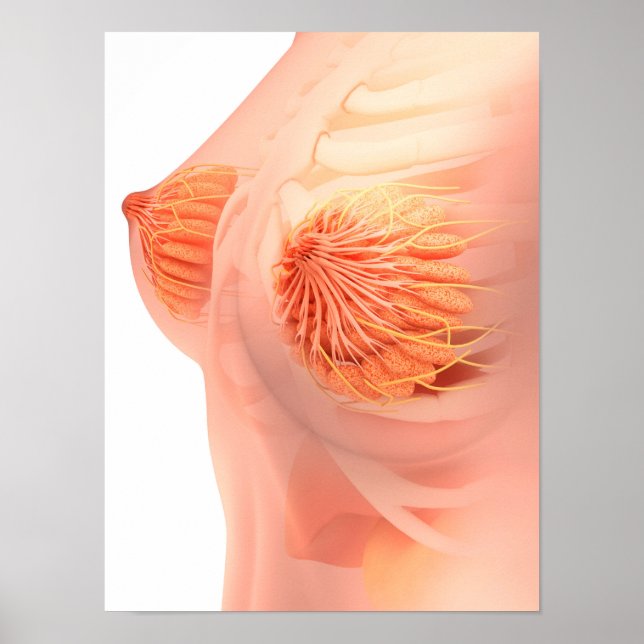Affiches Image Conceptuelle De L'Anatomie Du Sein Féminin 1 (Devant)