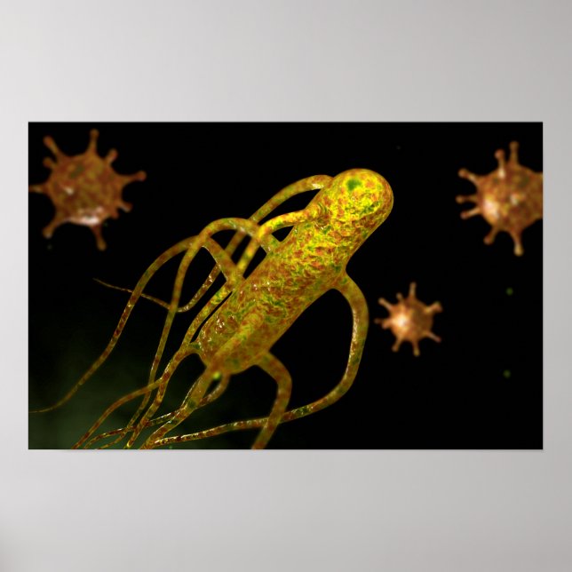 Affiches Image Conceptuelle De Salmonella Typhi 1 (Devant)