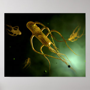 Affiches Image Conceptuelle De Salmonella Typhi 2