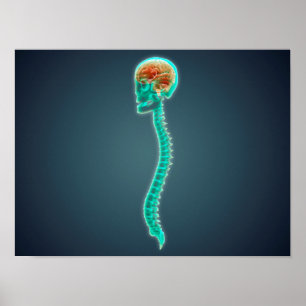 Affiches Image Conceptuelle Du Cerveau, Du Crâne Et De La S