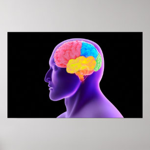 Affiches Image Conceptuelle Du Cerveau Humain 7